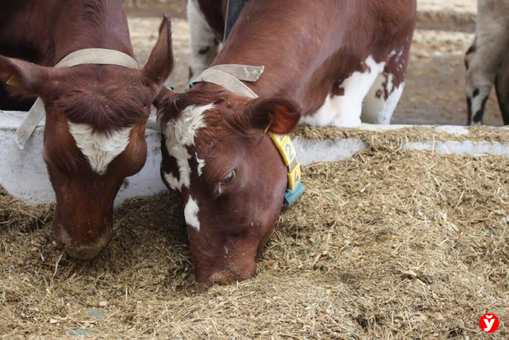 Болезни и падёж скота: проблемы сельского хозяйства на контроле у Лукашенко