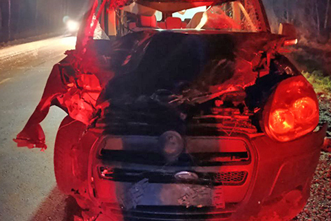 ДТП с лосями на трассе под Воложином — авто упало в кювет и въехало в дерево