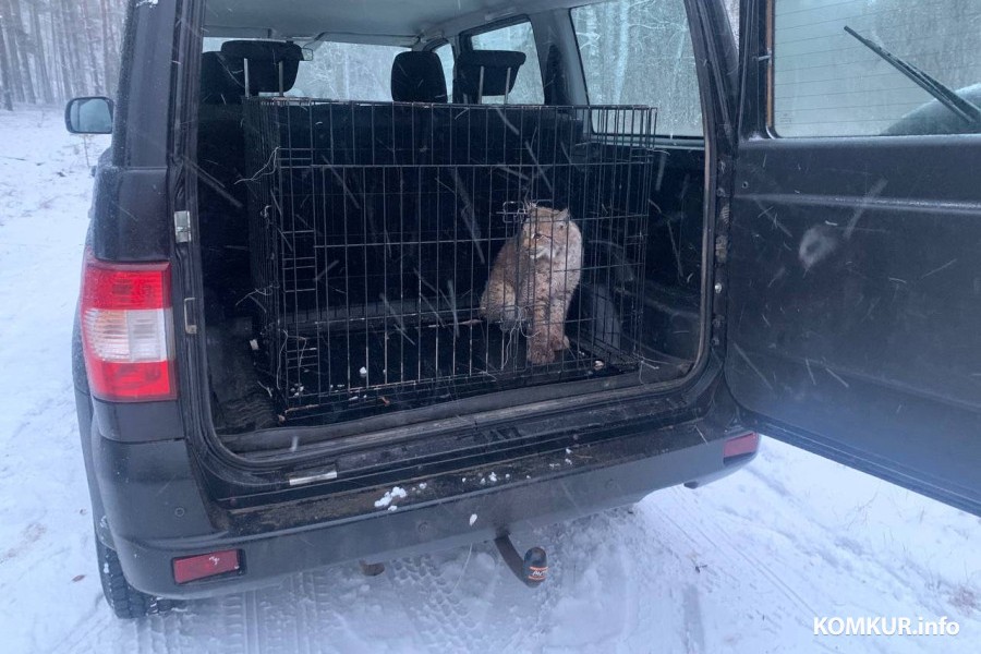 Рысенка спасли из капкана в Бобруйском районе — что с дикой кошкой будет дальше?