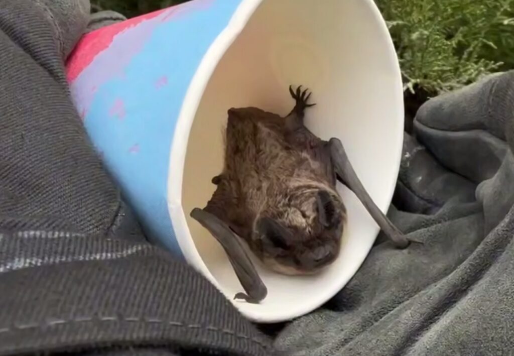 Летучая мышь напугала посетителей Жодинской поликлиники