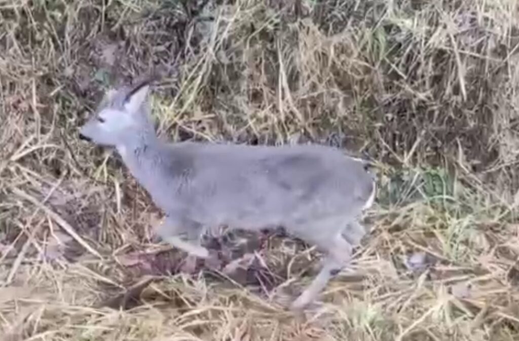 Житель Осиповичского района заметил косулю на своём участке