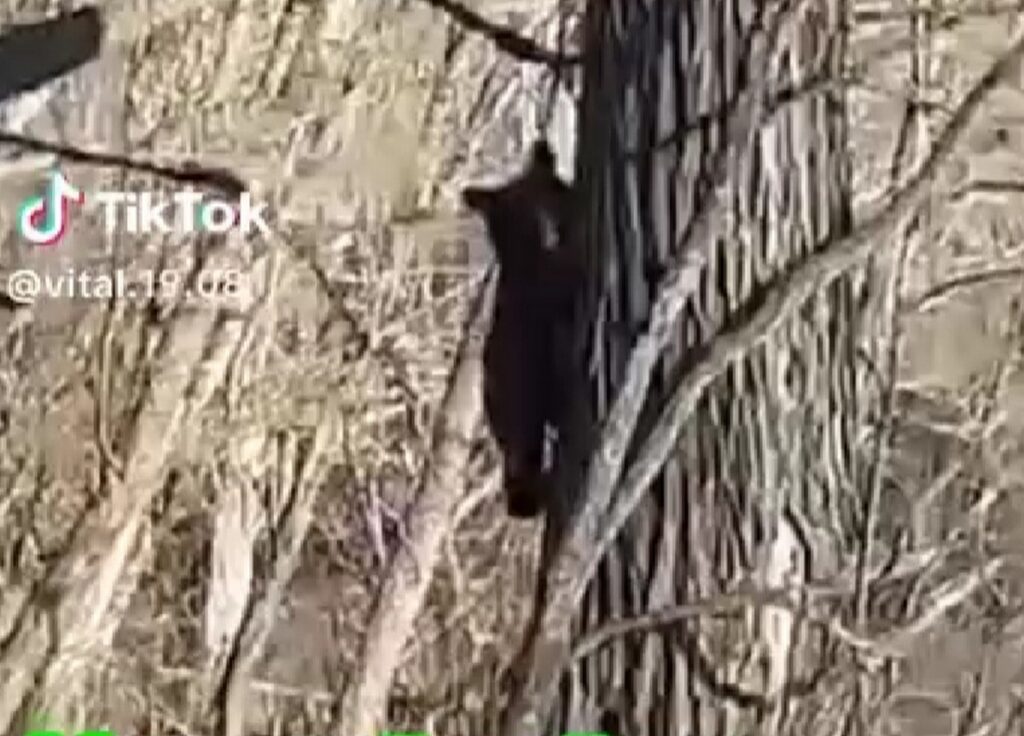 Медвежонок в Минском районе устроил TikTok-шоу и пулей сбежал от машины