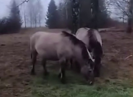Ручных тарпанов заметили возле школы в Воложинском районе