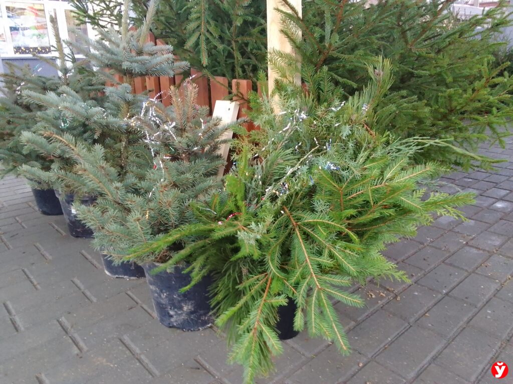 Искать елку больше не придется вслепую — елочные базары появились онлайн