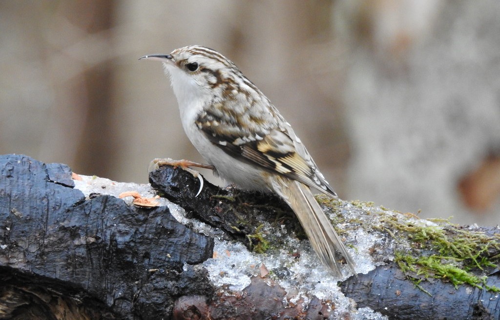 В Беларуси появились новые виды птиц — они прилетели из Европы