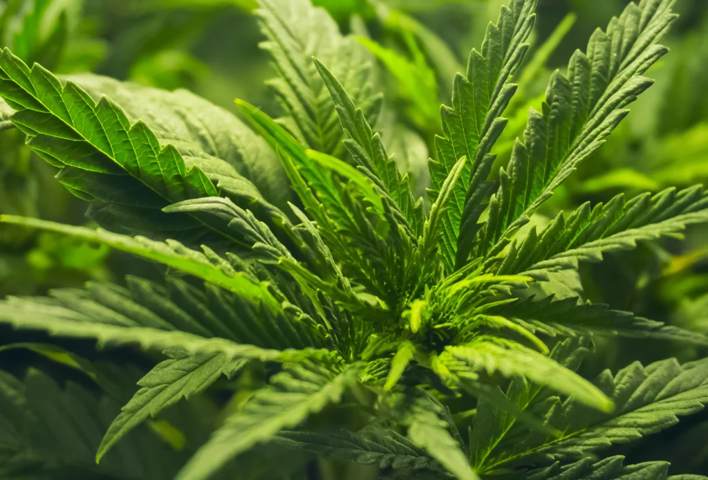 Почти 4 килограмма марихуаны: пенсионерка из Барановичей выращивала коноплю на участке