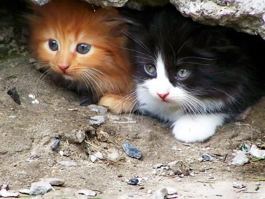 Штрафы до 1260 рублей грозят белорусам за выброшенных питомцев