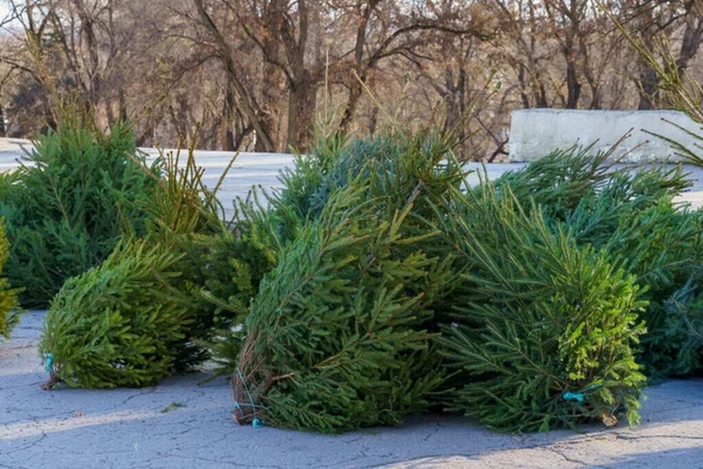 Можно ли привезти живую ель из-за границы? Разъяснили таможенные органы