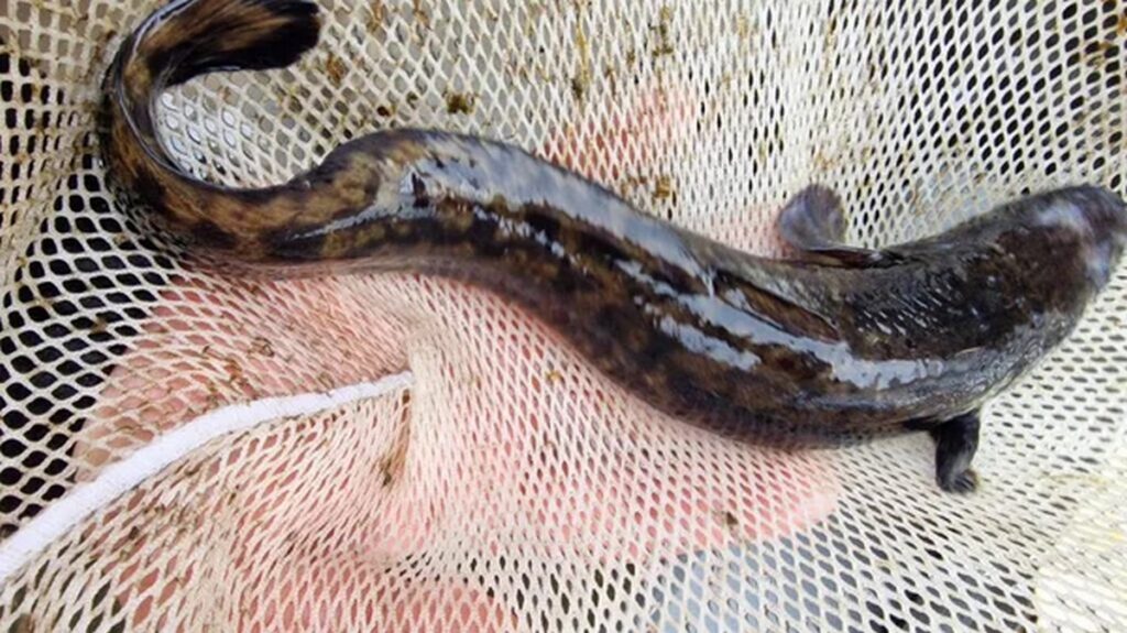 Штрафы до 1350 рублей: с 25 декабря в Беларуси запретили ловить налима