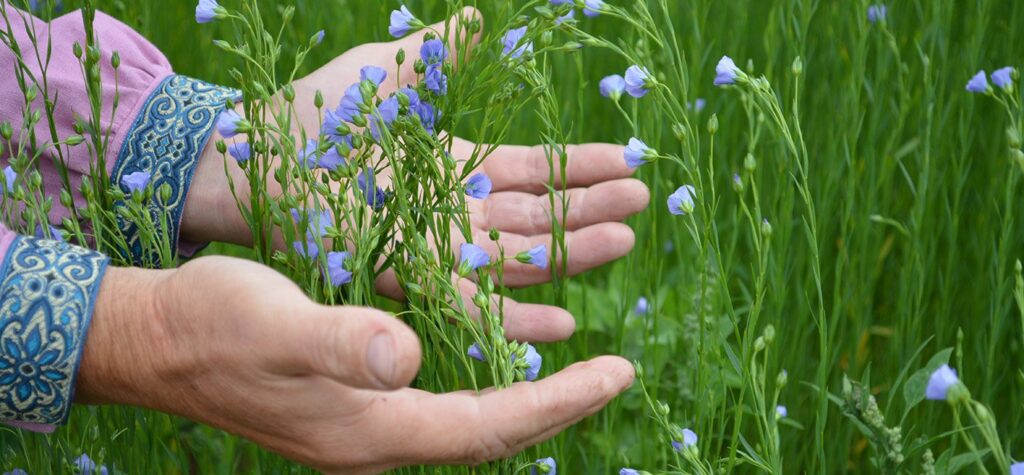 Белорусский северный шёлк — в каких отраслях используют лён, рассказали эксперты