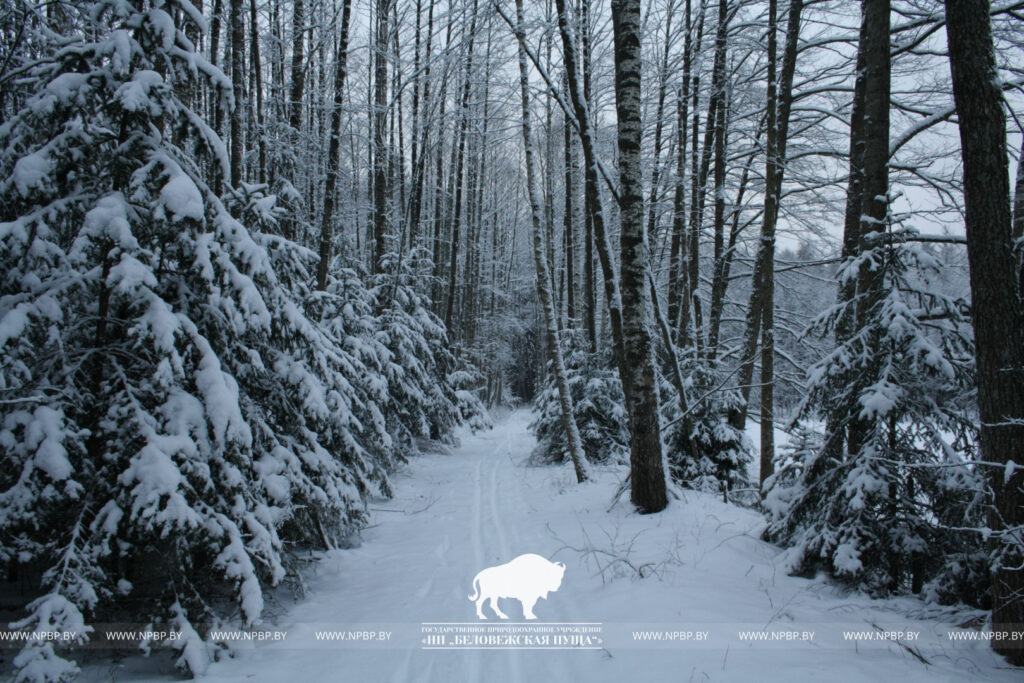 В Беловежской пуще обнаружен новый вид грибов