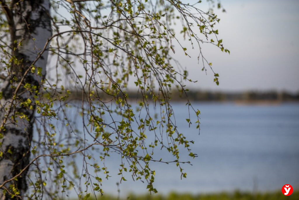 Под Вилейкой продается участок у реки за $325 — почему так дешево