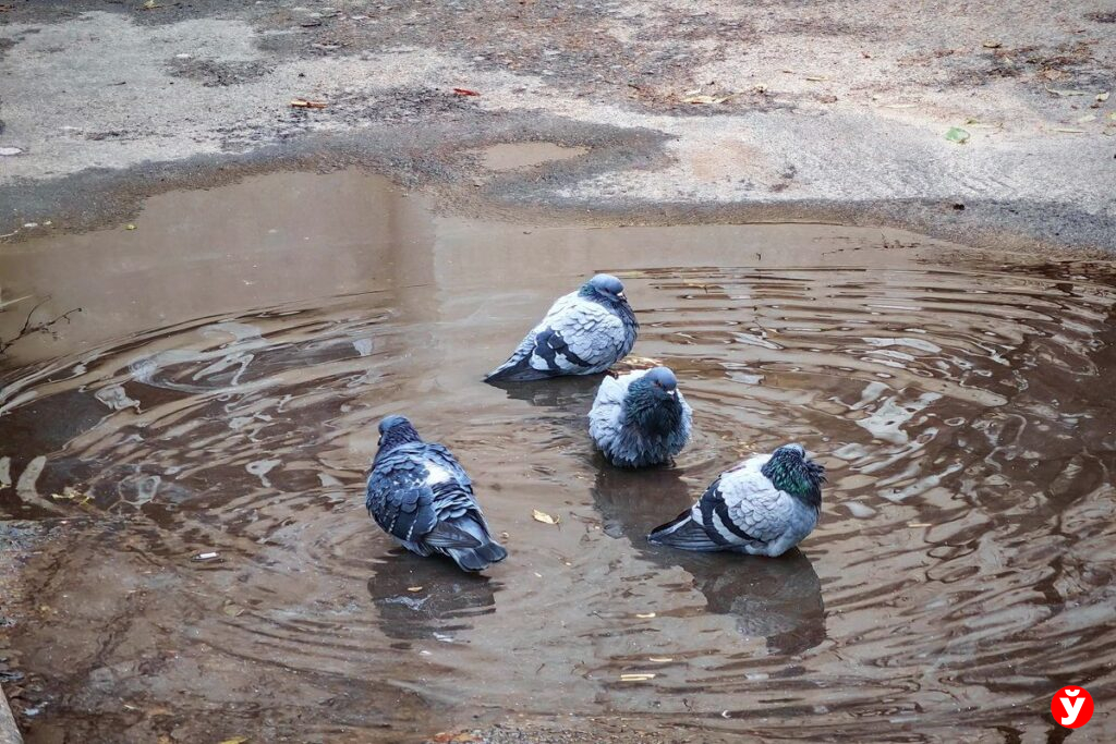 Порывы ветра до 14 м/с и дожди: какой будет погода в четверг