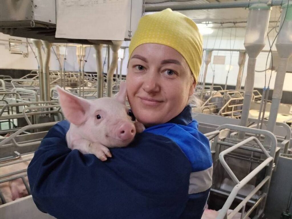 Как свинокомплекс из Солигорского района хотели закрыть, а он вошёл в топ-10 лучших в стране