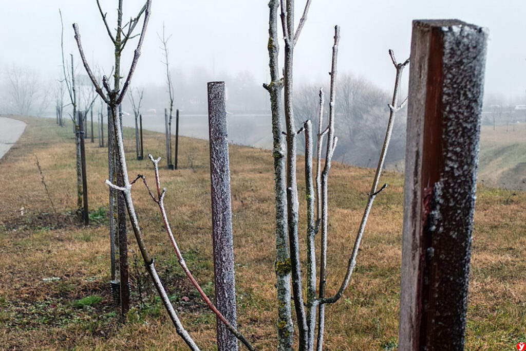 Прогноз погоды на 27 декабря. Оранжевый уровень опасности из-за ветра