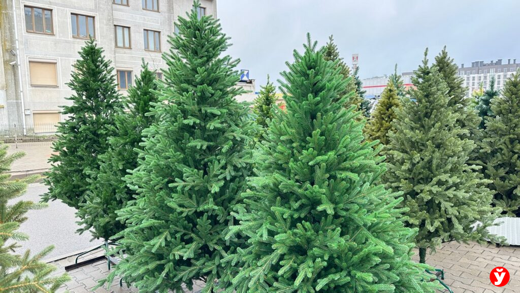 Где в Минске купить ёлку и не переплатить — изучили цены на «Ждановичах»