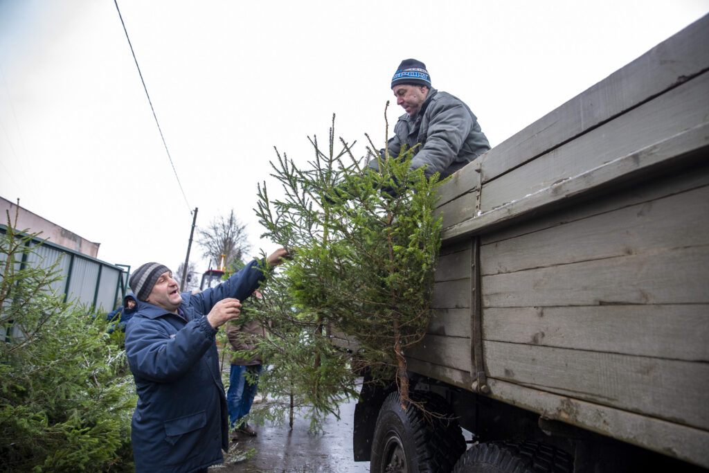За сколько можно купить новогоднюю ель в Минской области: цены от лесхозов
