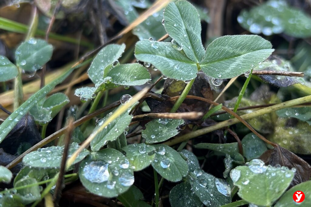 До вторника в Беларуси будет тепло и сыро — когда ждать настоящего снега и мороза