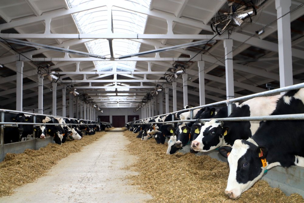 КСУП «Голынка» - в числе лидеров региона по молочному производству