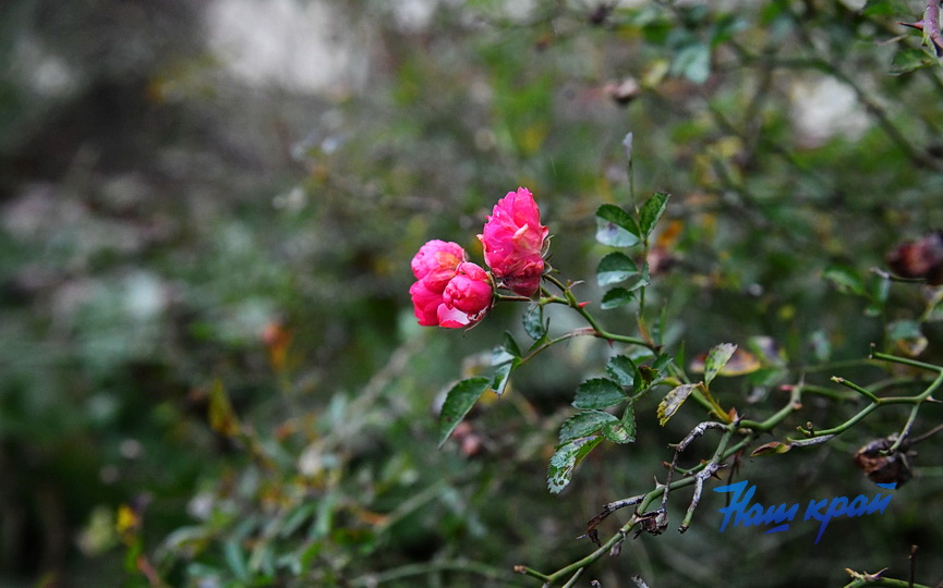 В белорусском городе зацвел шиповник в декабре