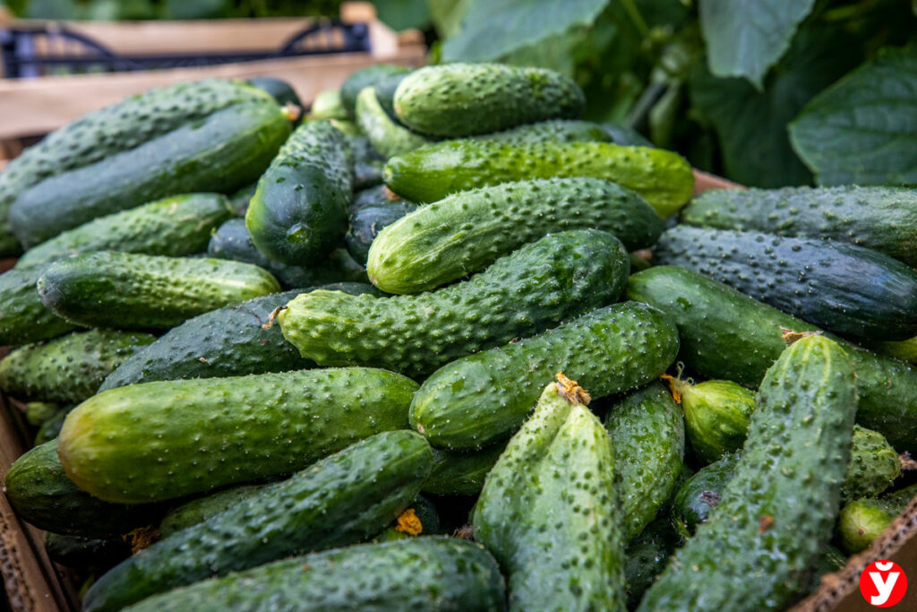 МАРТ рассказал, сколько белорусских овощей в магазинах