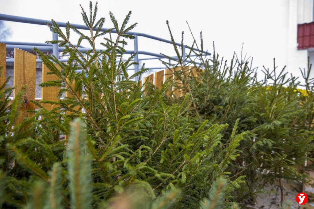 Стало известно, когда в Минске начнут продавать живые елки в 2025 году