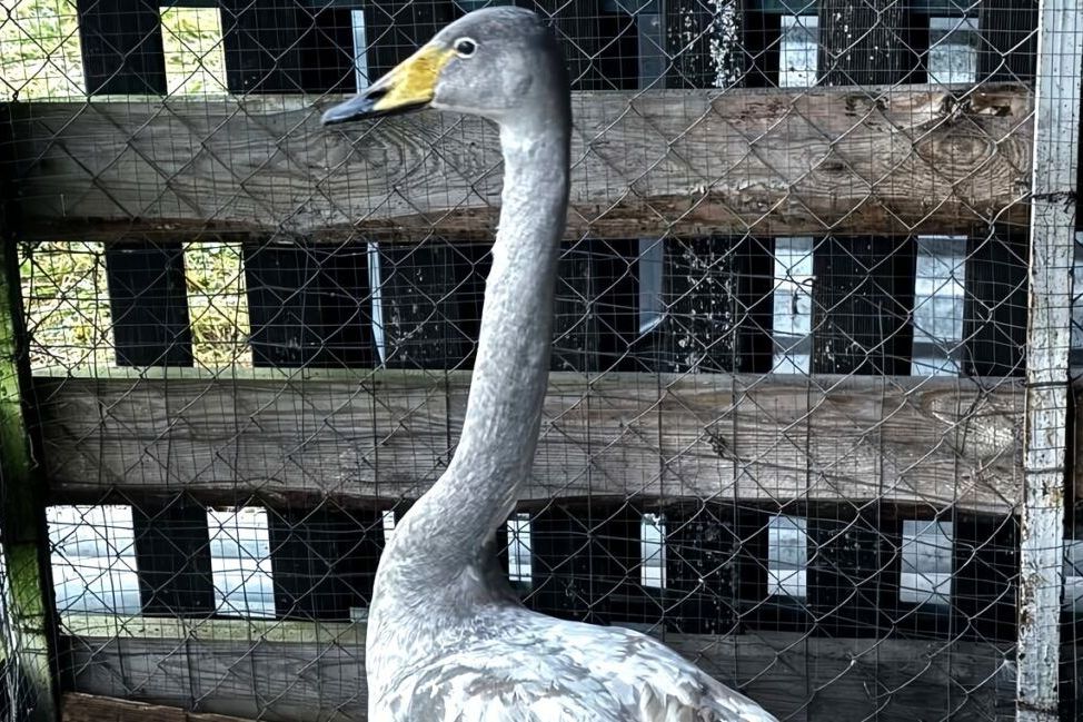 Семья спасла раненого лебедя на усадьбе под Мяделем