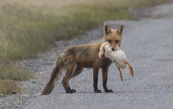 Лисы воруют кур и других животных. Жители Глубокского района жалуются на нашествие хищников