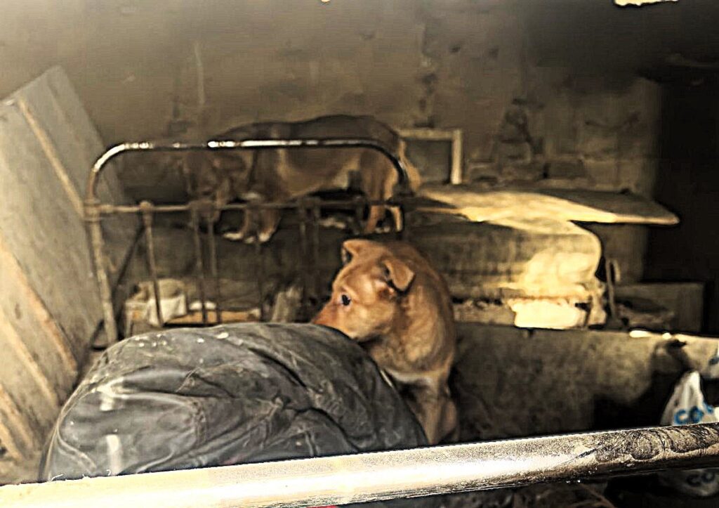 Под Молодечно мёртвого мужчину нашли в доме передержки собак