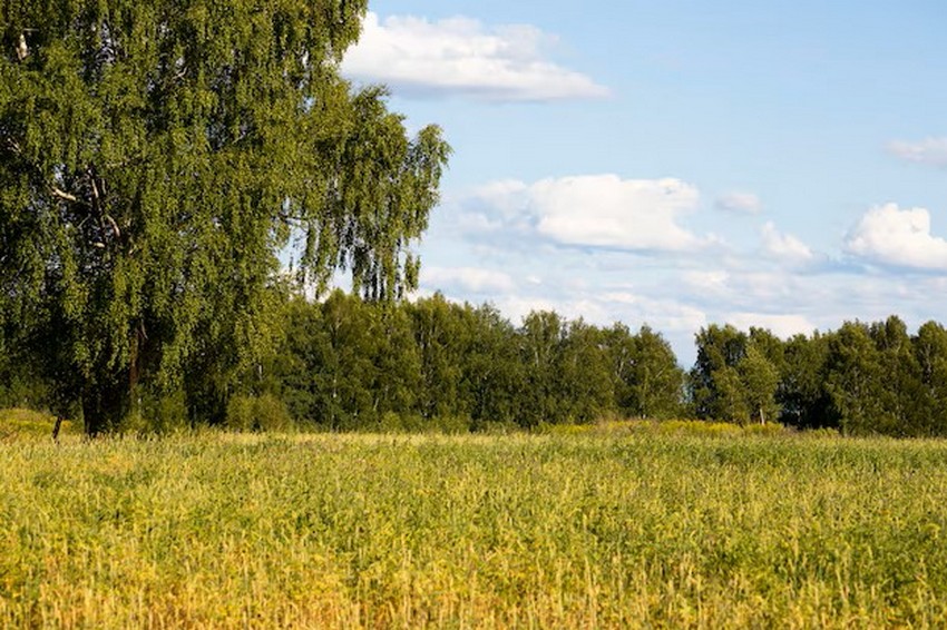 Землю под усадебную застройку выставили на торги в деревне Станиславово Пуховичского района