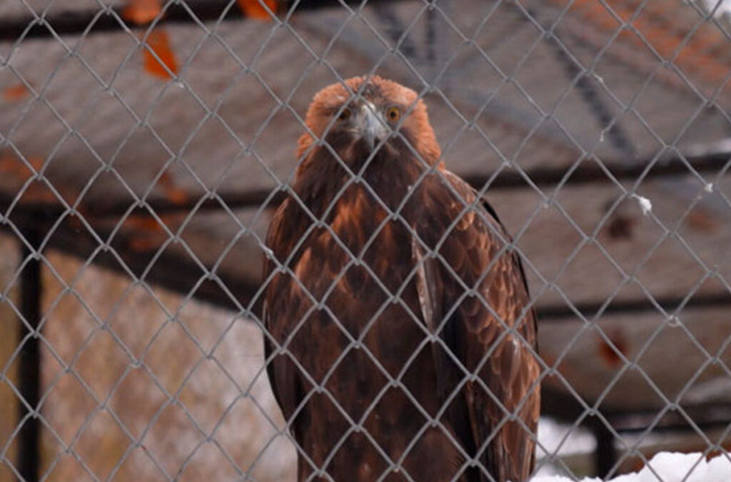 Минский зоопарк переселил теплолюбивых животных и птиц в тёплые вольеры