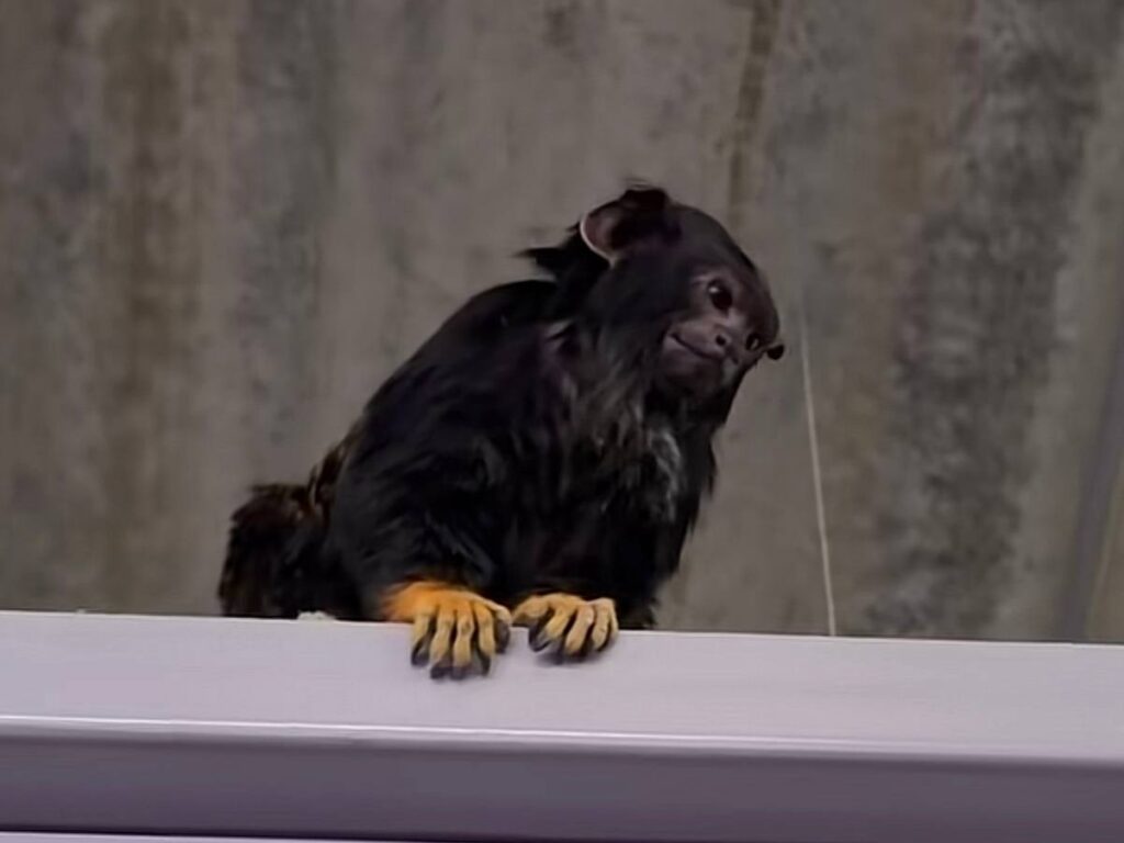 «Чья потеряшка?» — обезьяна прогулялась по рынку «Экспобел» и стала звездой соцсетей