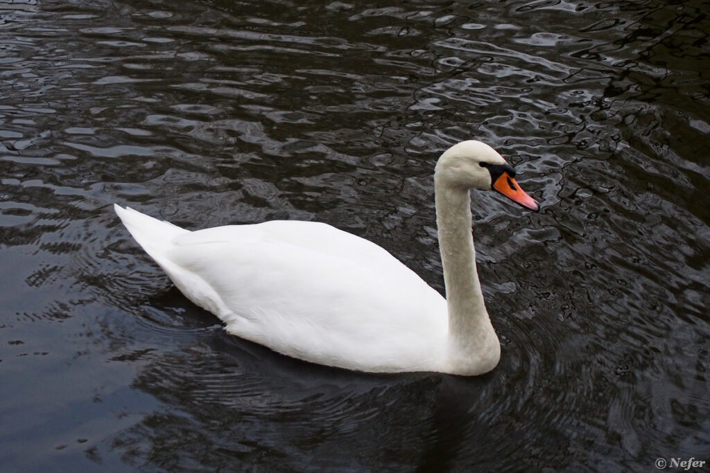 Почему нельзя кормить уток и лебедей хлебом в городе — рассказали в Минприроды