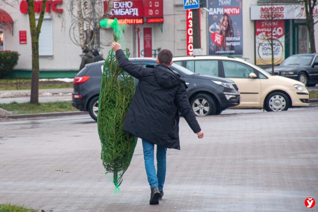 Во сколько обойдутся живые ёлки в этом году — лесхозы Минска озвучили цены
