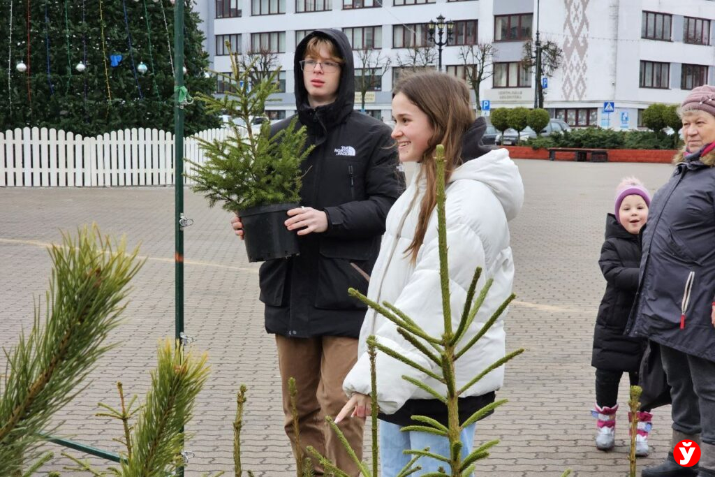 Где можно купить живую ёлку — 6 адресов в Минске