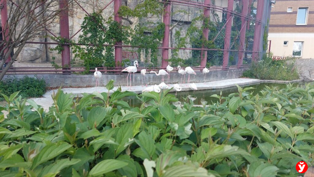 Минский зоопарк бесплатно примет людей с инвалидностью 3 декабря