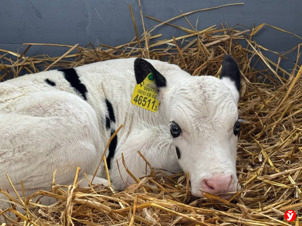 В Беларуси планируют построить более 200 молочно-товарных комплексов за пять лет