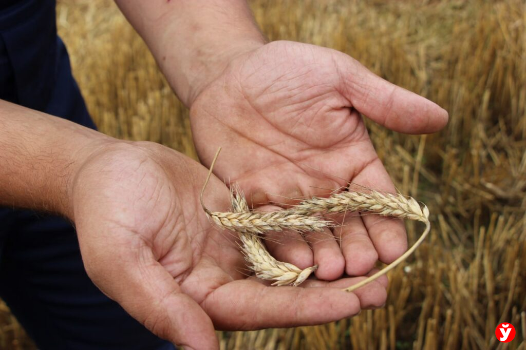 Бережливый менеджмент должен стать массовым: Лукашенко обозначил приоритет для предприятий