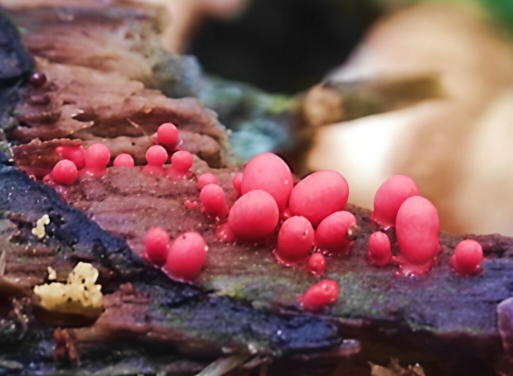 В Беларуси обнаружен новый для науки вид миксомицетов