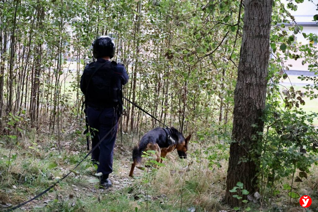 Как кинологи ищут пропавших людей с помощью собак
