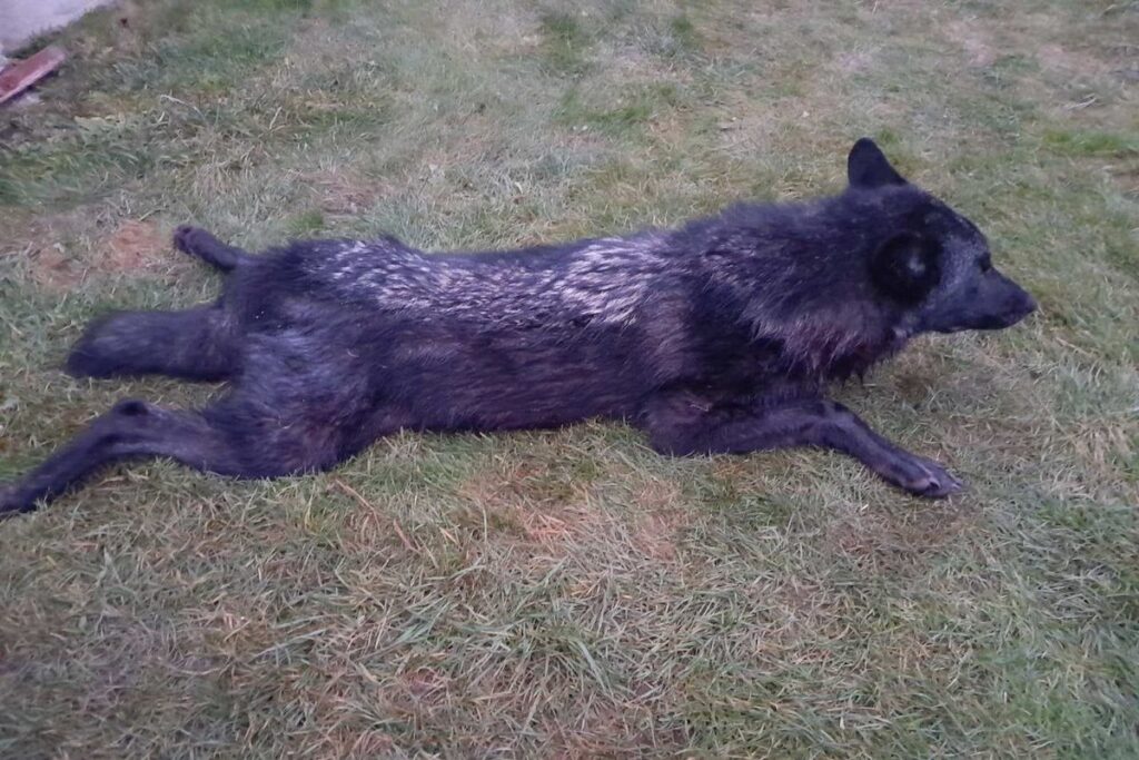 черный волк