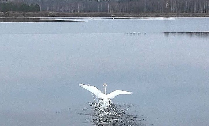 В Брестской области женщина обнаружила во дворе лебедя — птице помогли орнитологи