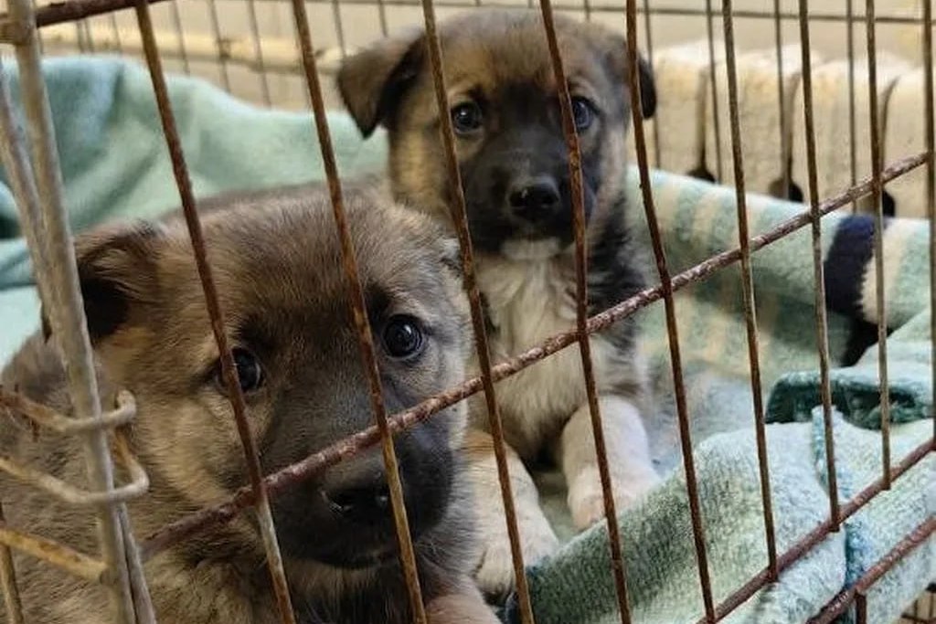 В Витебске женщина не смогла пристроить щенков и выбросила их на помойку