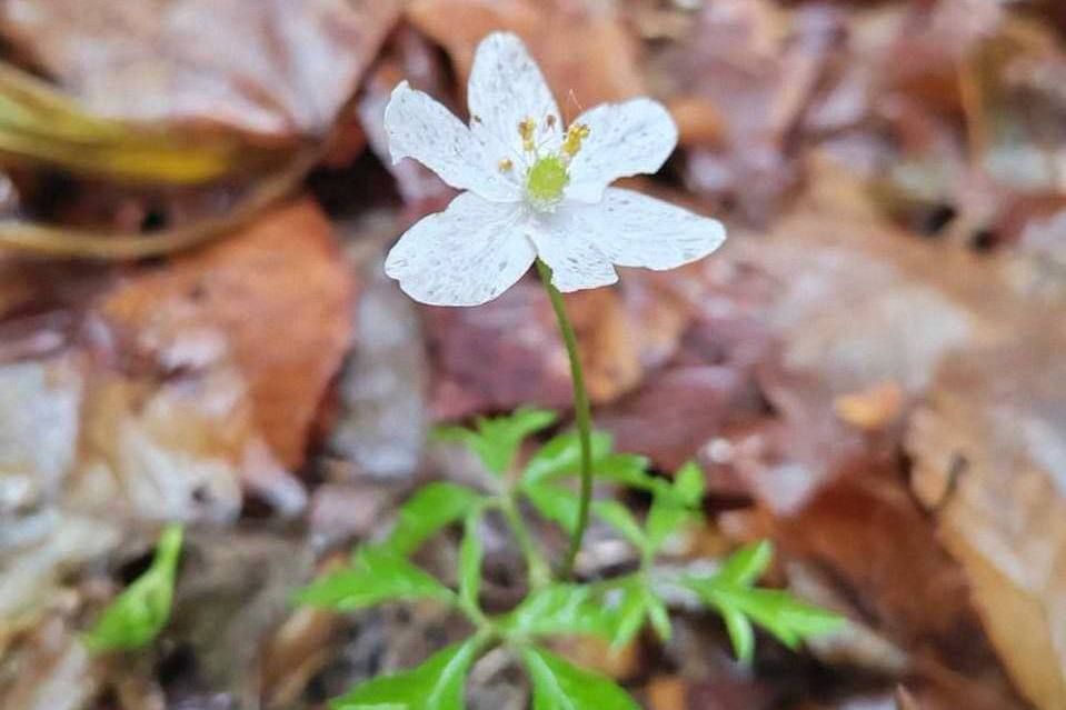 Первоцветы распустились в Беловежской пуще — из-за чего весенние цветы зацвели посреди зимы?