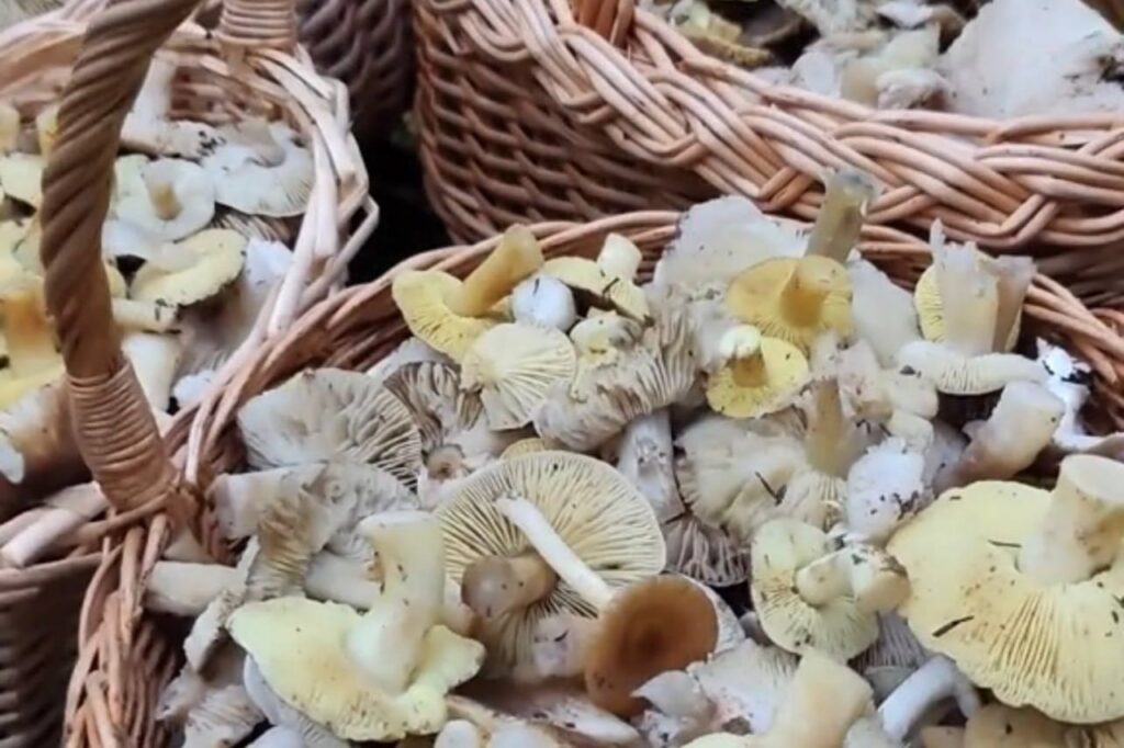 Четыре корзины грибов в декабре: необычный урожай под Борисовом взорвал соцсети