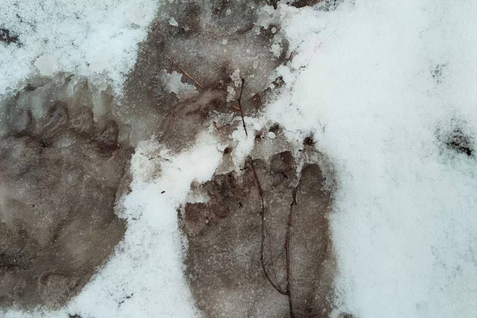 Следы медведя-шатуна видели под Борисовом — местным советуют шуметь в лесу и брать собак на поводок