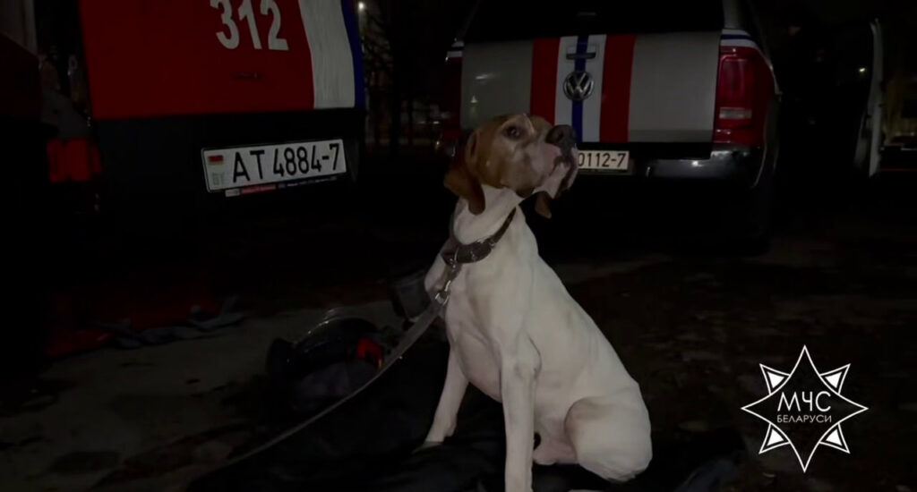 Собаки-спасатели помогают в поиске возможных пострадавших в гомельской многоэтажке