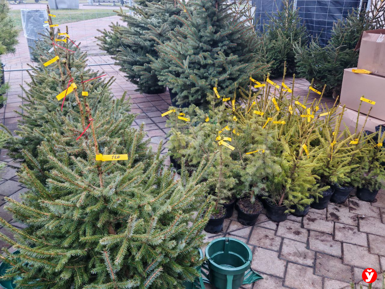 «Калядны кiрмаш»