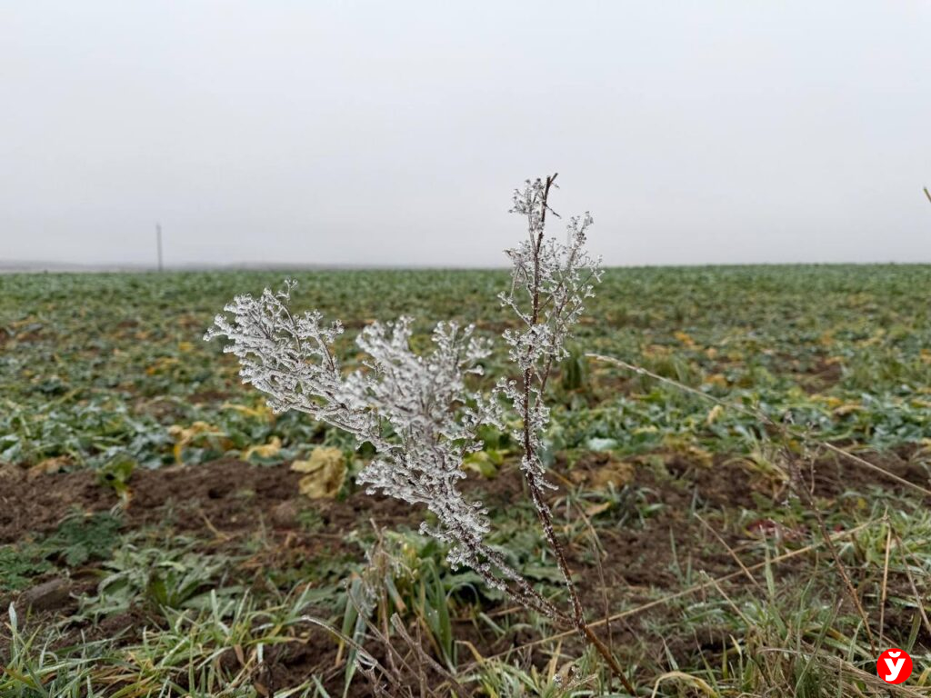 С морозом и снегом: синоптик Рябов рассказал, какой будет погода на католическое Рождество