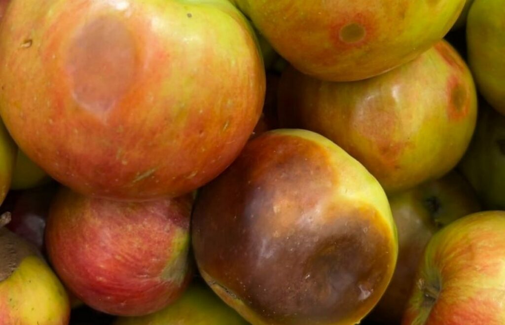 Проверка КГК: в 16 магазинах Минской области нашли подпорченные овощи